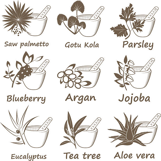 ilustrações de stock, clip art, desenhos animados e ícones de coleção de ervas aromáticas ayurvedic. - saw palmetto