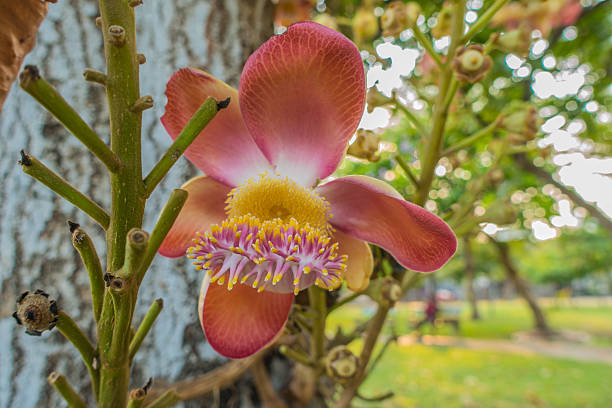 istock Cannonball flower from tree In the park 543359664