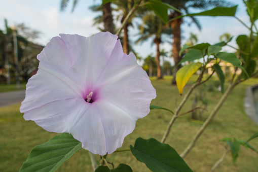 Bush Morning Glory flower in public park