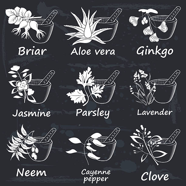 ilustrações de stock, clip art, desenhos animados e ícones de coleção de ayurvedic plantas aromáticas - saw palmetto