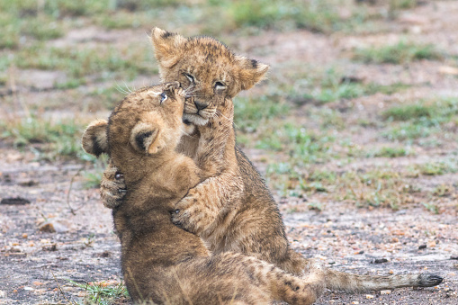 Two lion cubs fighting or playing, Masai Mara, Kenya, Africa