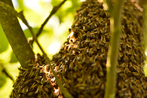 istock swarm of bees 543361686