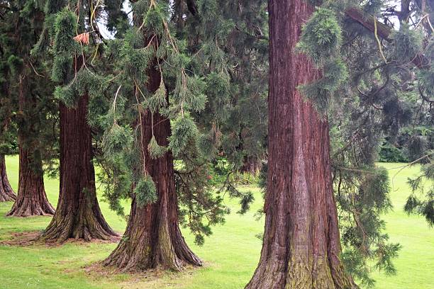 istock Row of ancient pine trees in parkland 543362430