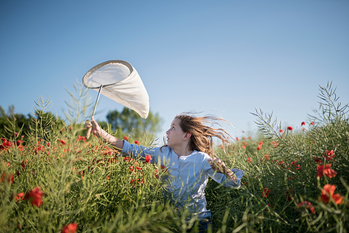 Young girl 11 years old running with an insect net trying her best to catch a insect. She is running  towards the camera through a sunlit rape seed oil field that has been overrun with flowering red poppies in the late evening light. Photographed on the island of Møn in Denmark. She is wearing a pale blue top and blue jeans and she has long fair coloured hair. Colour, horizontal composition with some copy space in the sky.