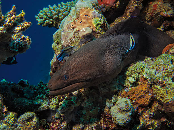 istock Giant Moray Eel, Gymnothorax javanicus, with two cleaner wrasse 543363236