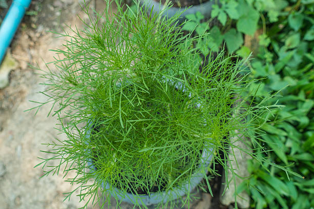 istock Top view Fresh dill in the pot 543363316
