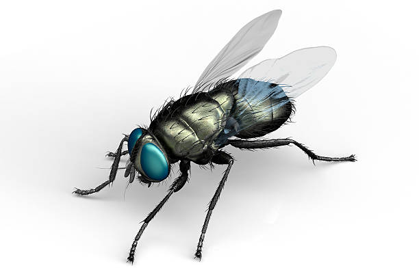 istock housefly, insect isolated on white with clipping path 543440756