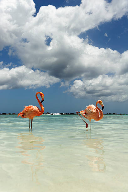 istock flamingos on a tropical island 543442198