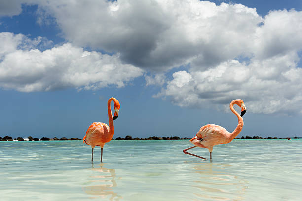 istock flamingos on a tropical island 543442242