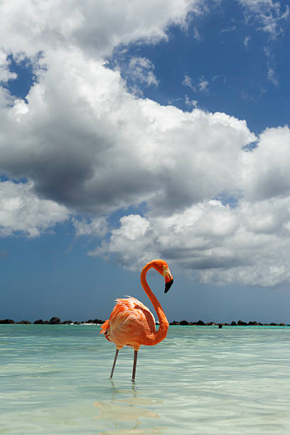 istock flamingos on a tropical island 543442258