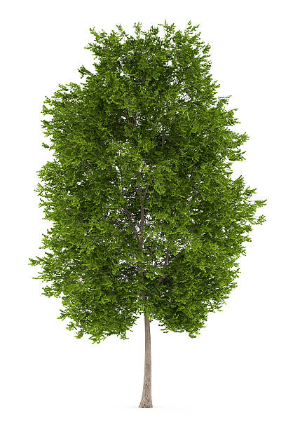 istock maidenhair tree isolated on white background 543442278