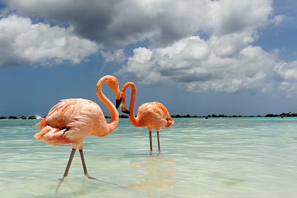 istock flamingos on a tropical island 543442292