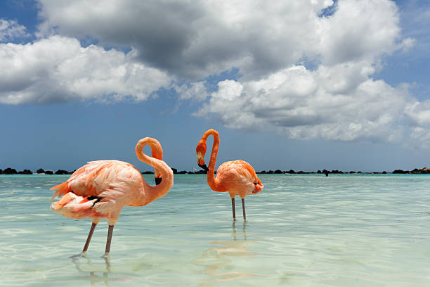 istock flamingos on a tropical island 543442330