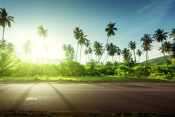 istock empty road in jungle of Seychelles islands 543442680