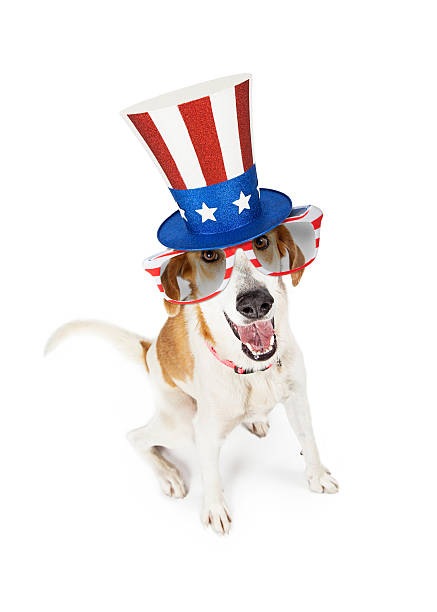 istock Funny American Patriotic Dog 543443002