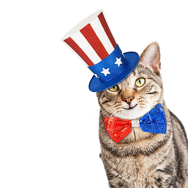 istock Funny American Patriotic Cat 543443038