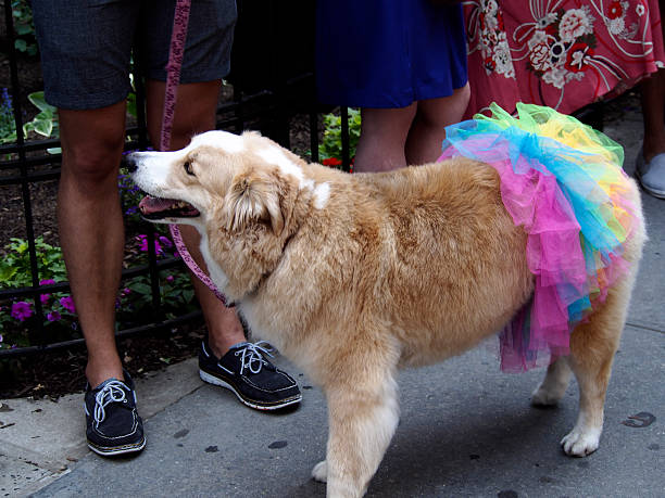 istock Dog in the Gay Pride Parade 543443460