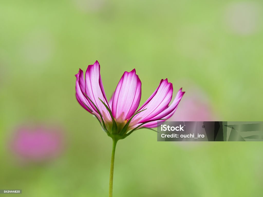 La encantadora cosmos - Foto de stock de Flor libre de derechos