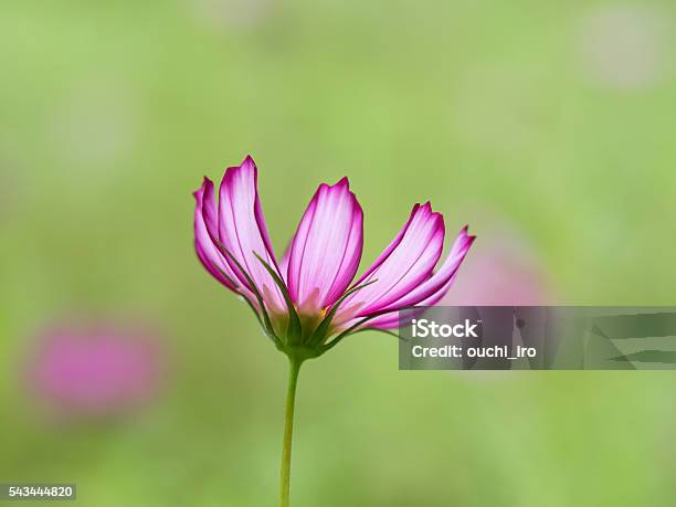 La Encantadora Cosmos Foto de stock y más banco de imágenes de Flor - Flor, Una sola flor, Verde amarillento