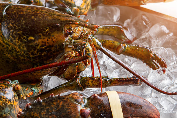 istock Head of raw lobster. 543444916