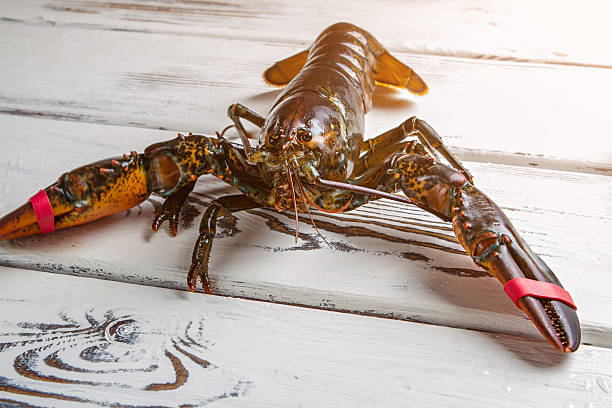 istock Raw lobster on wooden background. 543445270