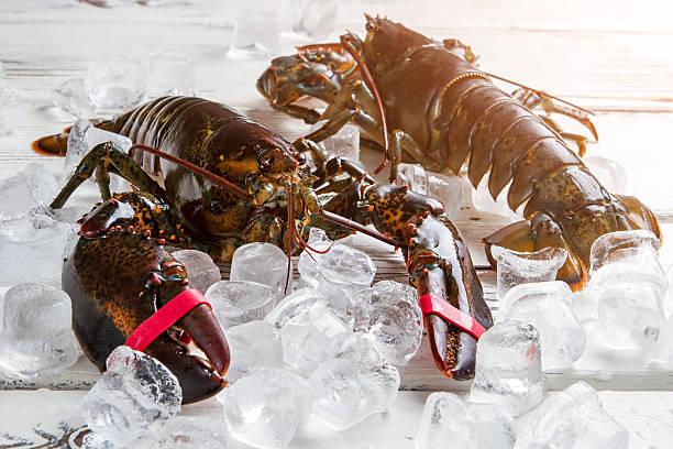 istock Raw lobsters on ice cubes. 543445386