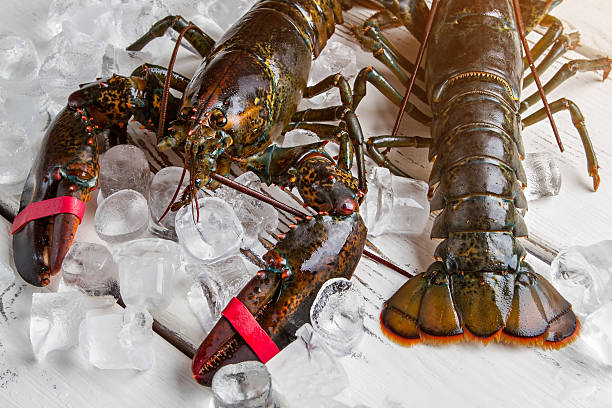 istock Ice cubes beside raw lobsters. 543445424