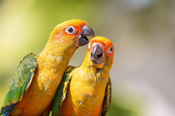 istock Sun conure parrot on the background of nature 543446952