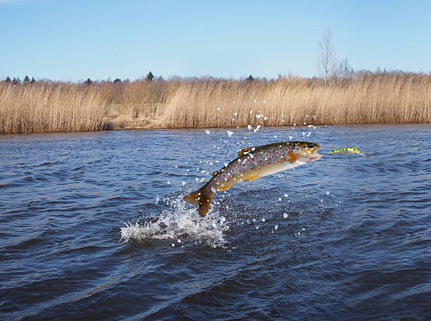 springen aus dem wasser lachs - salar stock-fotos und bilder