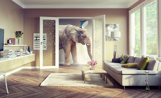 elefante, caminando en las habitaciones del apartamento. photo