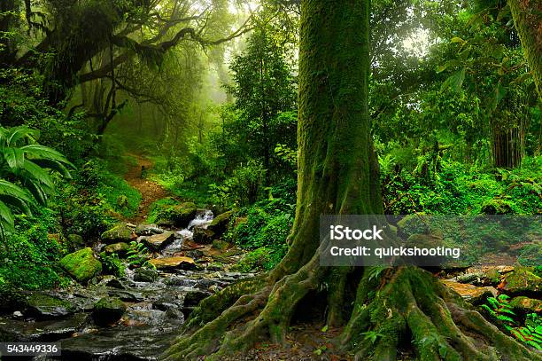 Photo libre de droit de Forêt Tropicale Dans Le Nord De La Thaïlande banque d'images et plus d'images libres de droit de Arbre - Arbre, Forêt, Tronc d'arbre