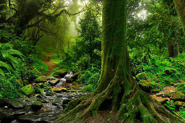 foresta pluviale nel nord della thailandia - grand riviere immagine foto e immagini stock