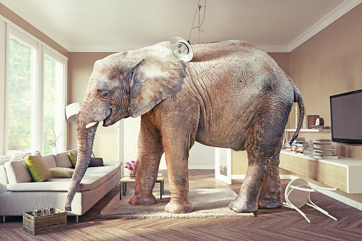 Big elephant and the case of beer  in the living room. Photo and 3d concept combinationn