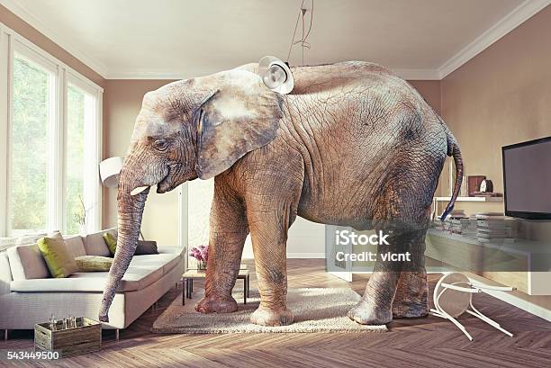 Elephant And The Beer Stock Photo - Download Image Now - Elephant, Domestic Room, Living Room