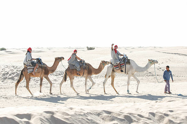 Bedouin leading tourist group on camels Douz, Kebili, Tunisia - September 17, 2012 : Bedouins leading tourists on camels at short tourist tour around the beginning of Sahara desert in Douz, Tunisia. tunisia sahara douz stock pictures, royalty-free photos & images