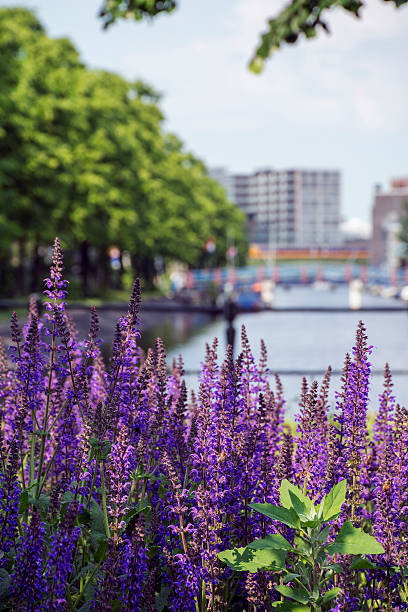 istock Lavender near the river in the sunlight 543450390