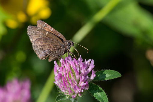 Northern Cloudywing Butterfly feeding on nectar from a clover plant.