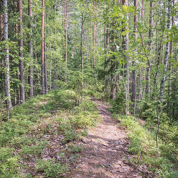 istock Small path in a wooded ridge in Finland 543452228