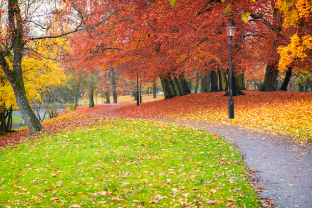 An idyllic autumn scene in the city park