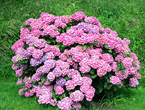 istock Pink  hydrangea macrophylla plant blooming in summer 543453382