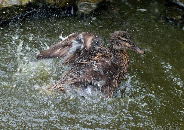 Duck with a vibrant orange beak glides smoothly across a dark, rippling water surface, creating a serene and natural scene