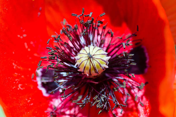 Poppy Core 10+ Poppy Core Stock Photos, Pictures & Royalty-Free Images - iStock