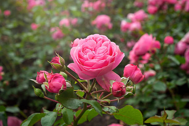 istock Pink roses in the garden 543454690