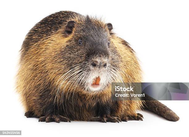 Large Nutria Stock Photo - Download Image Now - Nutria, Beaver, Young Animal