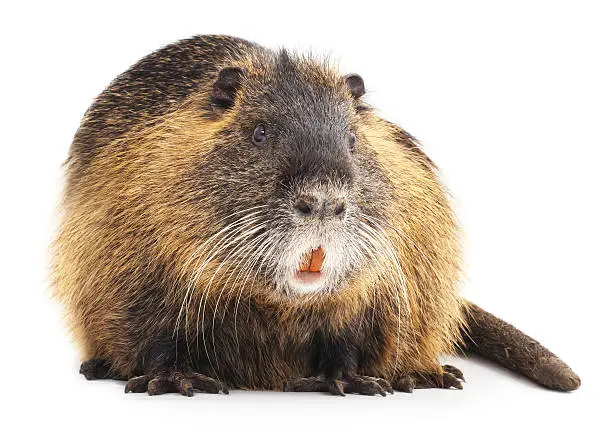 Large nutria isolated on a white background.