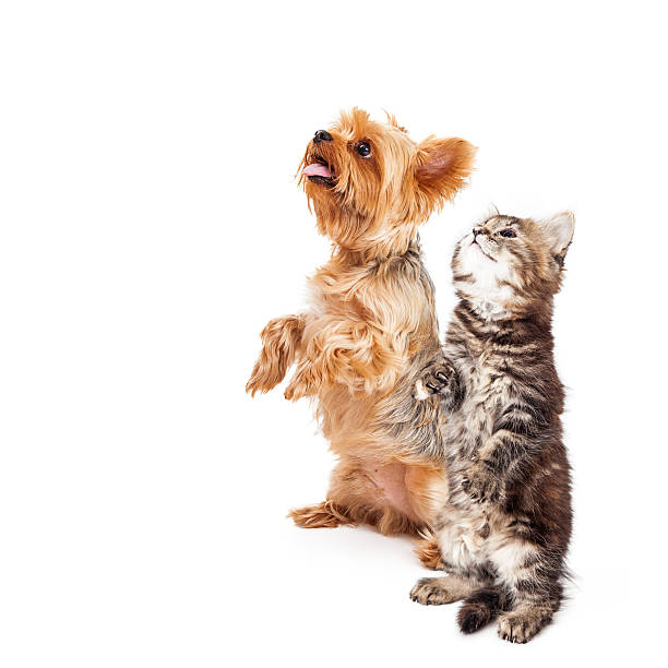 istock Kitten and Dog Begging Together With Copy Space 543455504