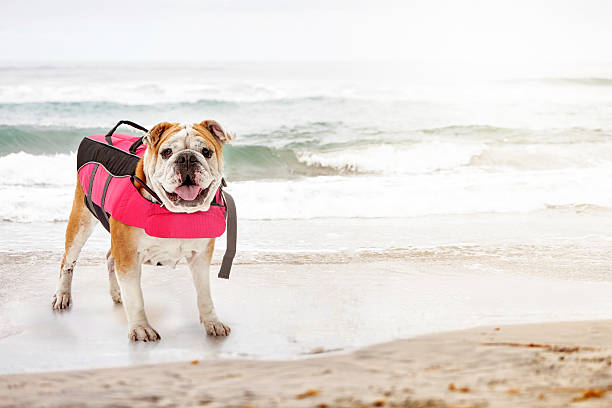 Bulldog breed dog wearing pink lifejacket while standing on beach at ocean