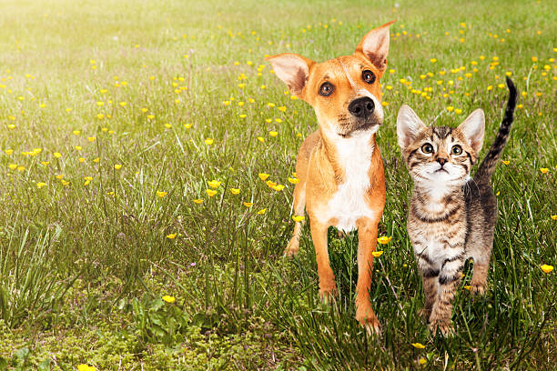 istock Dog and Cat in Open Field 543455588