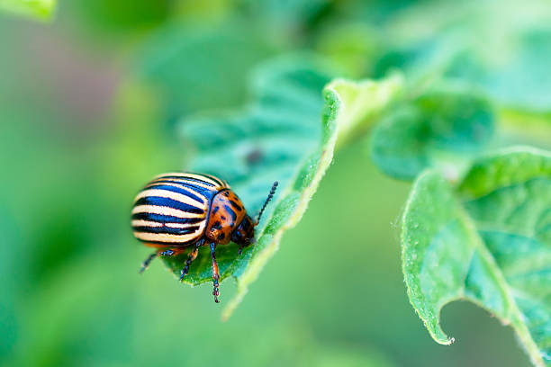 istock Colorado beetle on a potato leaf. 543456962