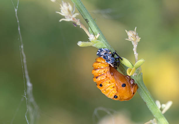 Ladybug pupa Ladybug Pupa - Harmonia axyridis - Ladybug septempunctata. seven spot ladybird stock pictures, royalty-free photos & images